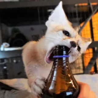 🦊 fennec fox whatsapp sticker