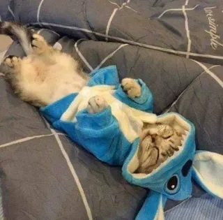 🥺 Stitch gato, Stitch, Lilo & Stitch, animal, fofo telegram sticker
