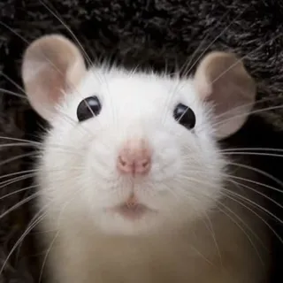 🐀 szczur, biały, zwierzę, ssak, gryzoń, zwierzę domowe telegram sticker