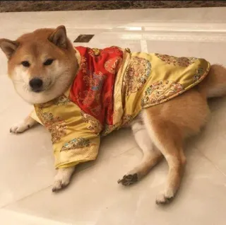 ❤️ dog, Shiba Inu, pet, animal, clothing, canine telegram sticker