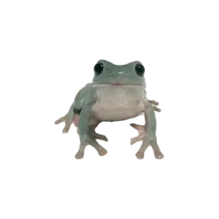 🐸 กบ, สัตว์ครึ่งบกครึ่งน้ำ, สัตว์, สัตว์ป่า, ธรรมชาติ telegram sticker