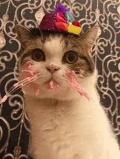 ⚡️ gato, gatito, animal, mascota, animal doméstico, lindo, sombrero de fiesta, celebración telegram sticker
