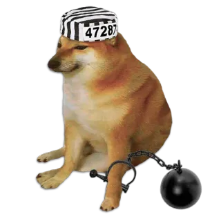 🦾 47287 โดจ, หมา, คุก, นักโทษ, ตรวน, มีม whatsapp sticker
