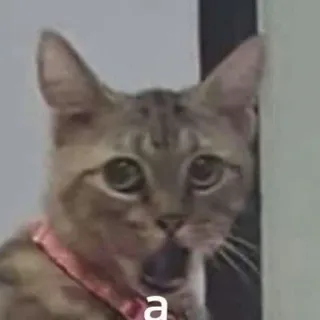 🤨 a chat, surpris, mème, animal, animal de compagnie telegram sticker