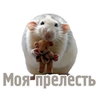 😈 Моя прелесть ratto, orsetto, carino, adorabile, animale domestico, roditore telegram sticker