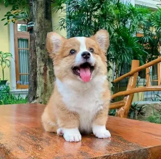😛 Hund, Corgi, Welpe, süß, Tier, Haustier telegram sticker