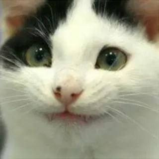 🙂 cat, pet, animal, cute, feline whatsapp sticker