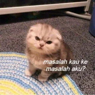😒 masalah kau ke masalah aku? แมว, ลูกแมว, มีม, ตลก, สัตว์, สัตว์เลี้ยง, สก็อตติชโฟลด์, ปุย telegram sticker