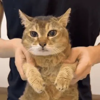 🐾 猫, 动物, 宠物, 家猫, 可爱, 棕色, 拿着, 爪子 telegram sticker