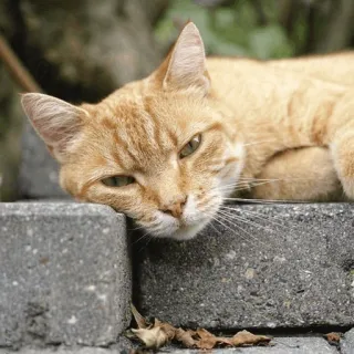 ⚡️ gato, gato atigrado naranja, mascota, animal, felino, animal doméstico telegram sticker