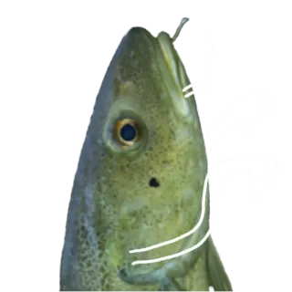 👎 FISH fish, animal, sea, food whatsapp sticker
