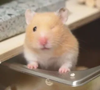 😉 hamster, cute, rodent, animal, pet telegram sticker