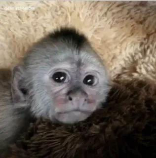 🙈 monkey, cute, animal, baby telegram sticker