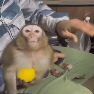 🤬 singe, animal, mignon, animal de compagnie, jaune, balle whatsapp sticker