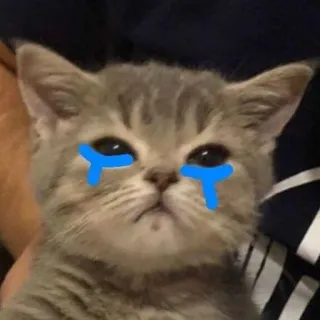 🥺 chat, chaton, triste, pleurs, animal, animal de compagnie telegram sticker