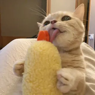 🍤 고양이, 새끼 고양이, 동물, 애완동물, 장난감, 귀여운 telegram sticker