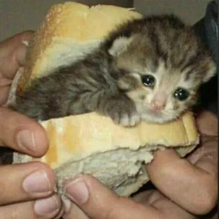 😢 anak kucing, kucing, sandwich, roti, lucu, binatang telegram sticker