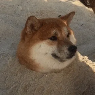 🤨 doge, chien, animal, shiba inu, sable, plage, drôle, mignon telegram sticker