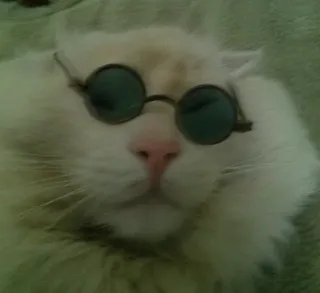 🎥 gatto, occhiali da sole, animale, animale domestico, cool, occhiali, carino telegram sticker