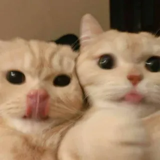 😺 gatos, animais, fofo, animais de estimação, língua whatsapp sticker