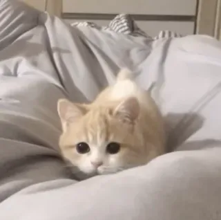 💓 кот, котенок, милый, питомец, животное, домашняя кошка whatsapp sticker