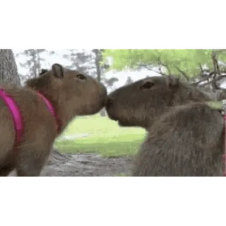 😘 capybara, rongeur, animaux, mignon, baiser, laisse whatsapp sticker