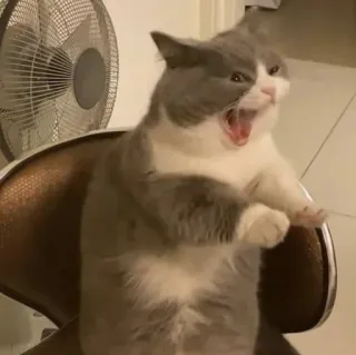 cat - @RxyMX whatsapp stickers