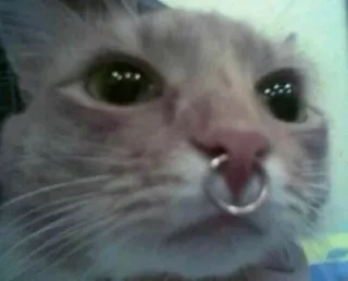 😠 cat, pet, animal, nose ring, mammal telegram sticker