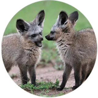 🦊 bat-eared fox, fox, animal, wildlife, mammal telegram sticker