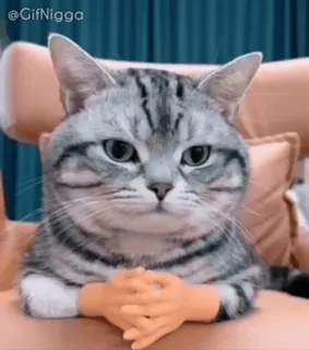 😹 @GifNigga cat, animal, meme, funny, humor telegram sticker
