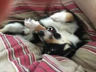 🤣 anjing, hewan peliharaan, hewan, tidur, tempat tidur, imut telegram sticker