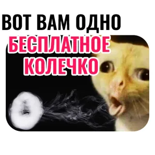 🍩 ВОТ ВАМ ОДНО БЕСПЛАТНОЕ КОЛЕЧКО gato, meme, engraçado, argola de fumaça, russo, texto telegram sticker