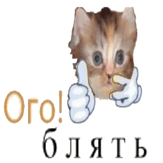 👍 Ого! Блять cat, sticker, russian, meme, animal, funny telegram sticker