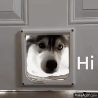 😬 Hi dog, husky, pet, greeting, animal, hi telegram sticker