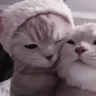 🤍 猫, 猫, 动物, 宠物, 可爱, 帽子 telegram sticker