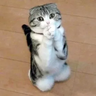 🙏 Katze, süß, Kätzchen, betteln, entzückend telegram sticker