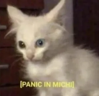 😳 PANIC IN MICHI แมว, ตื่นตระหนก, มีม, มิชิแกน, ลูกแมว, กลัว telegram sticker