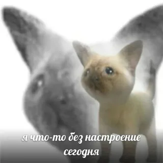 💓 Я что-то без настроение сегодня Katze, Kätzchen, Stimmung, traurig, unglücklich telegram sticker
