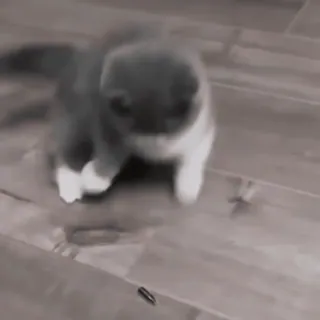 ♟ кот, котенок, серый кот, игривый, домашнее животное, милый, домашнее животное telegram sticker