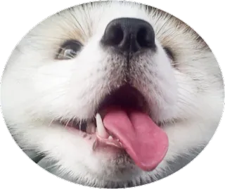 🦊 Hund, Welpe, Tier, Zunge, süß, Haustier telegram sticker