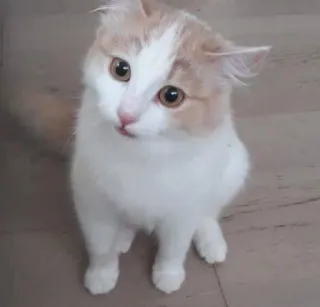 😶 gatto, gattino, animale domestico, animale, carino, gatto domestico telegram sticker