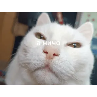🙃 а ничо แมว, แมวขาว, สัตว์, สัตว์เลี้ยง, มีม telegram sticker