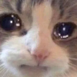 🐱 kucing, menangis, sedih, emosional, meme, hewan, peliharaan telegram sticker