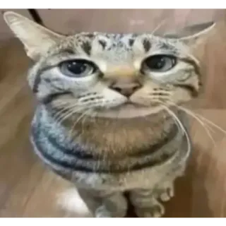 😵‍💫 cat whatsapp sticker