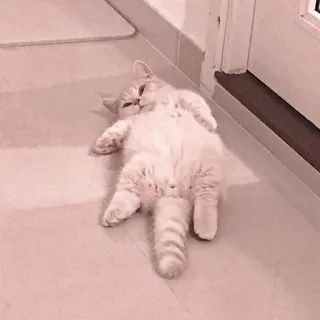 🐈 Katze, Tier, süß, Kätzchen, Haustier whatsapp sticker