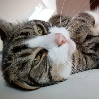 😽 Katze, Haustier, Tier, Katzenartig, Hauskatze, Getigert, Säugetier whatsapp sticker