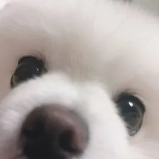 🙃 perro, lindo, animal, blanco, mascota telegram sticker