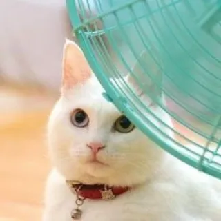 🪐 cat, white cat, pet, animal, cute, fan, domestic cat, odd-eyed cat telegram sticker