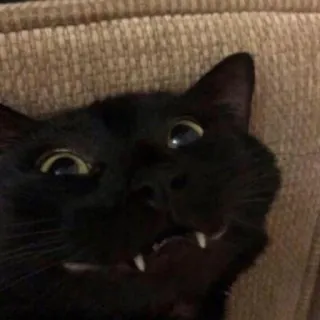 😼 chat, chat noir, animal, animal de compagnie, drôle, mème telegram sticker