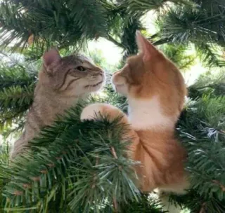 🤩 cats, animals, kitten, tree, cute, pet telegram sticker
